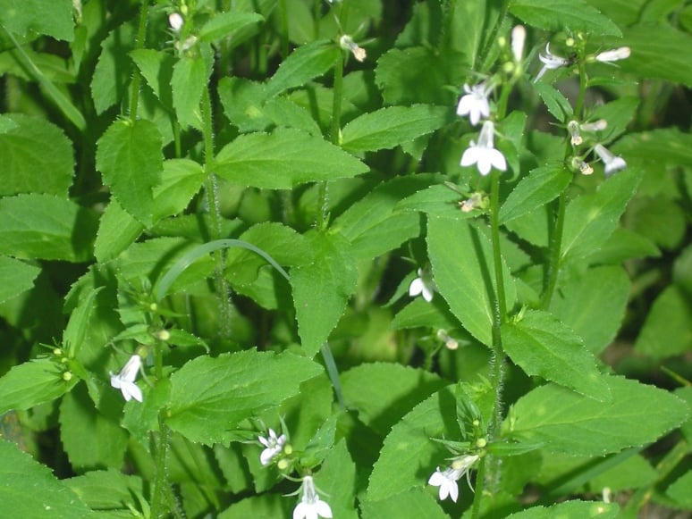 Lobelia Inflata