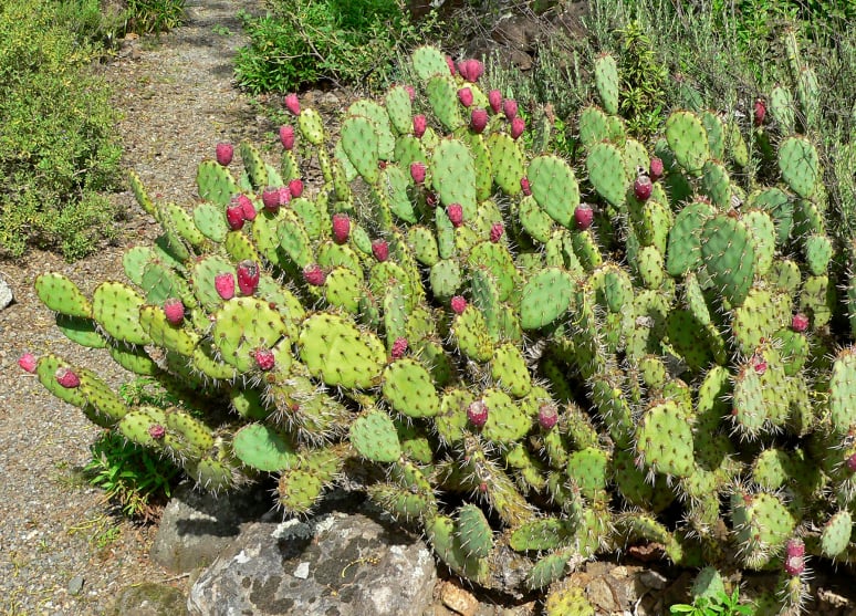 Opuntia Phaeacantha