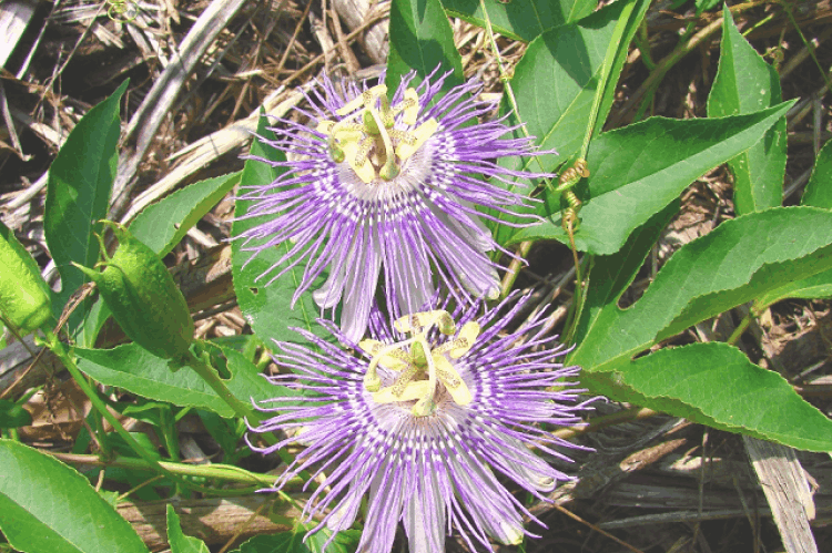 Passionflower Extract