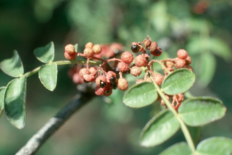 Prickly Ash Bark